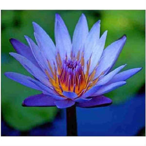 Egyptian Blue Water Lily