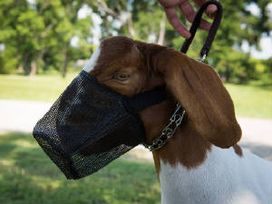 webassets/GOAT.jpg