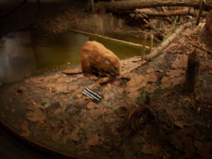 Beaver - photo taken by Vanessa at the Gateway Arch Museum in St. Louis