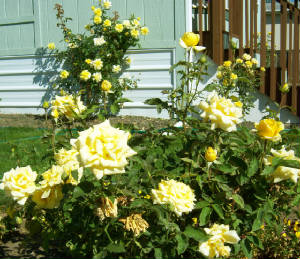 Yellow Roses