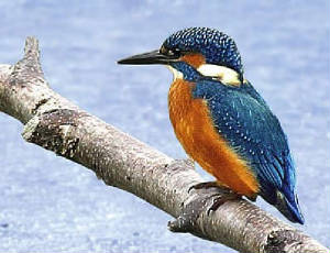 Kingfisher