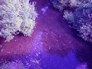 Luckiamute-River-Purple.jpg