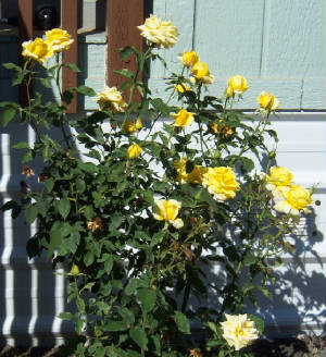 More Yellow Roses