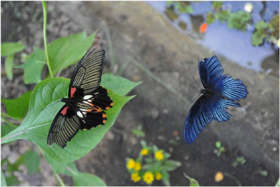 Mormon Butterfly Couple