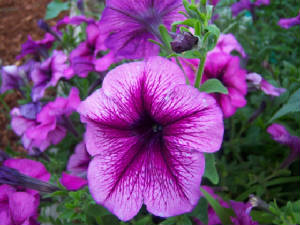 Purple Petunia