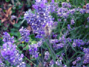 Purple Flowers 4 Joe