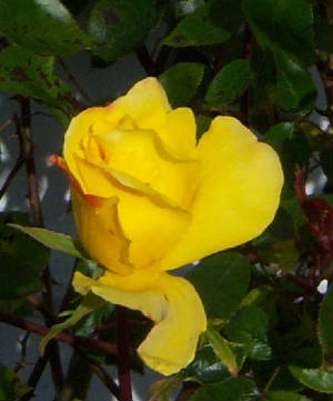 Rose May 10 2010