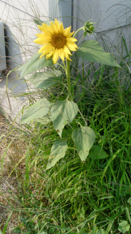 A Gift from Eros and God: Sunflower-09-15-2014.jpg