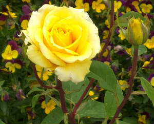 Yellow Rose