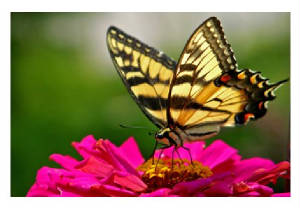 beautiful butterfly