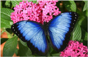 butterfly blue monarch
