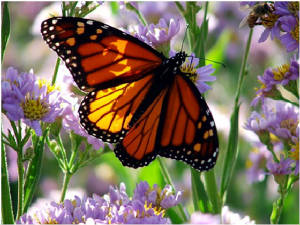 Orange Monarch Butterfly