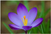 when-the-crocuses-bloomed-1.jpg