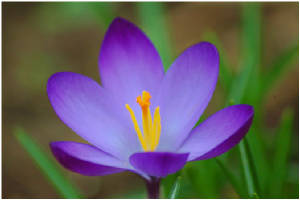 when the crocuses bloom