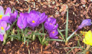 The Crocuses Are Blooming: Enlightenment