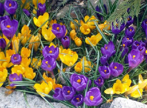 crocuses