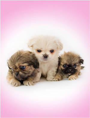 Three Puppies