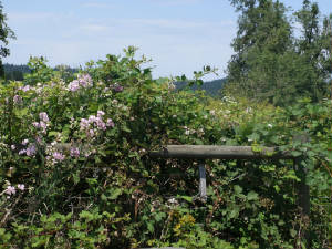 webassets/fenceflowers.jpg