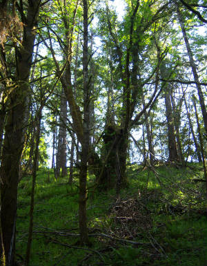 old oak tree in the forest