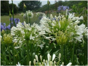 whiteflowers.jpg
