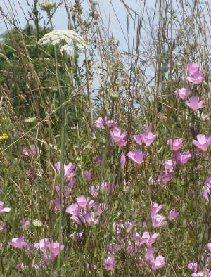 webassets/wildflowers.jpg