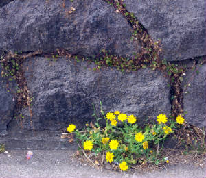 yellowdaisies.jpg