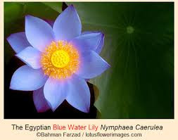 Egyptian Blue Water Lily Golden Cupulate