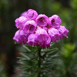 Mountain Heather