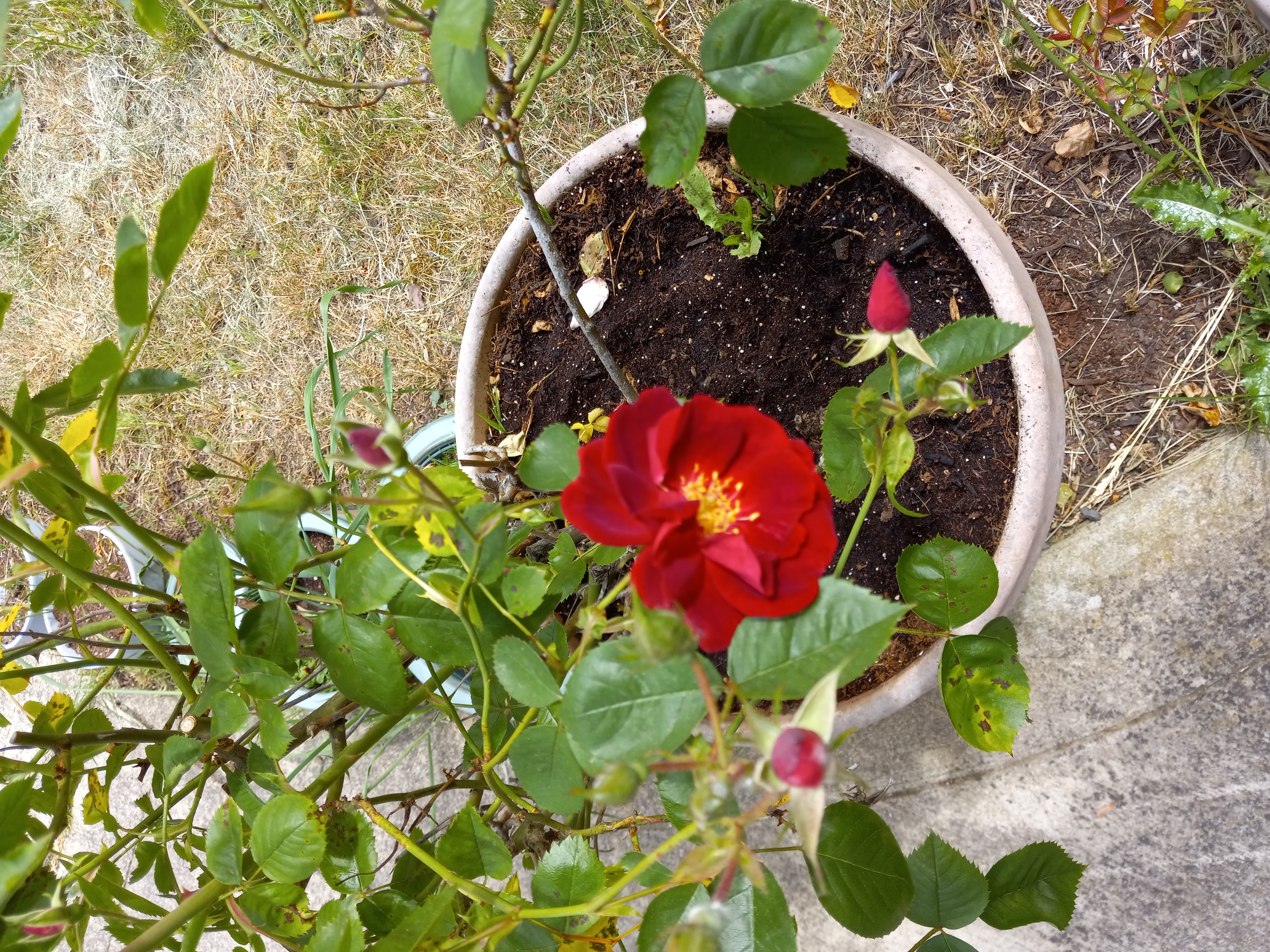 webassets/ROSES20250511_125046.jpg