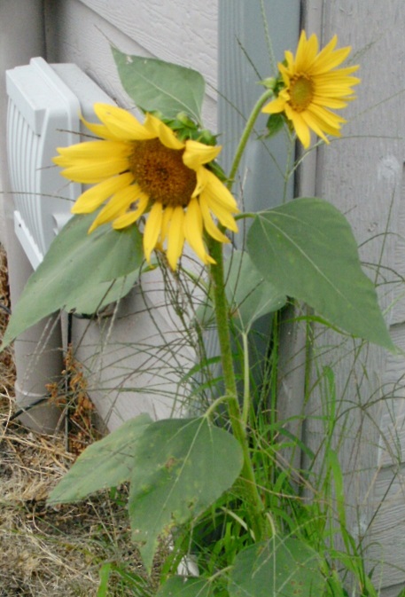 webassets/sunflowerIMAG1159-5.jpg